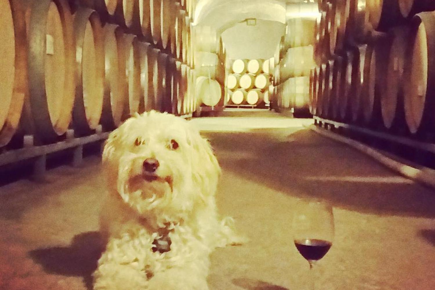Eberle Winery 4