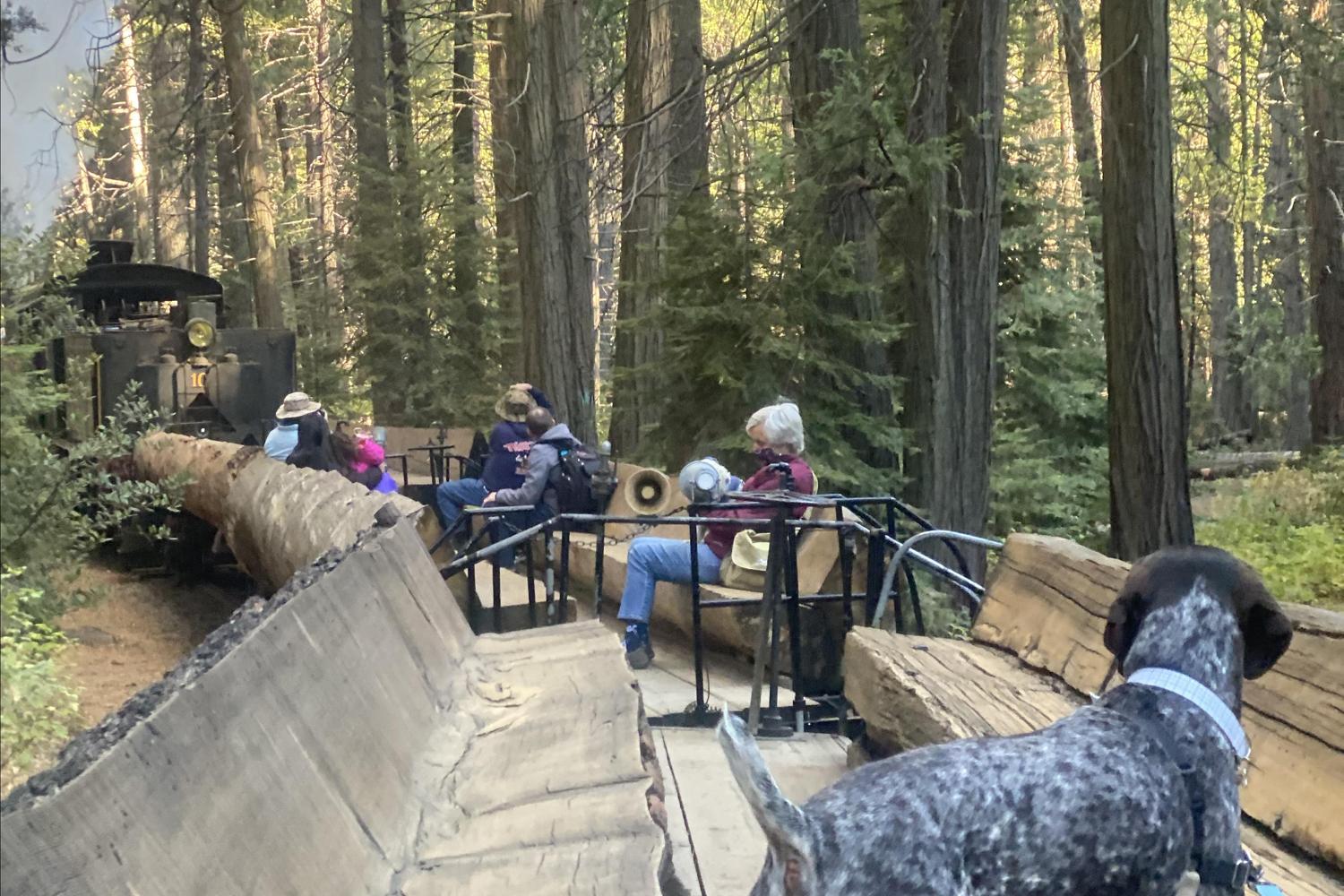 Yosemite Mountain Sugar Pine Railroad 5