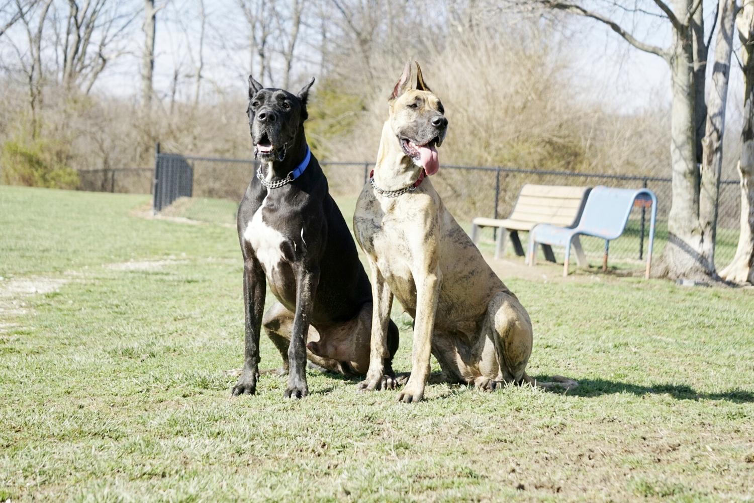 Paul Ruster Bark Park 4