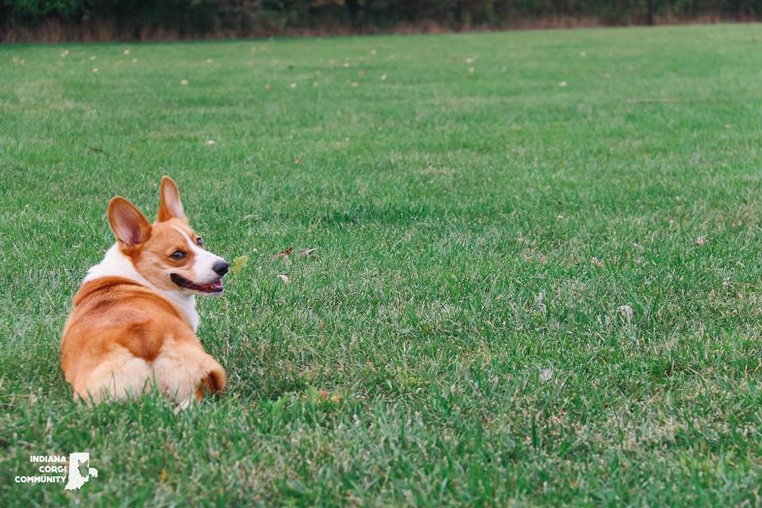 Paul Ruster Bark Park 1