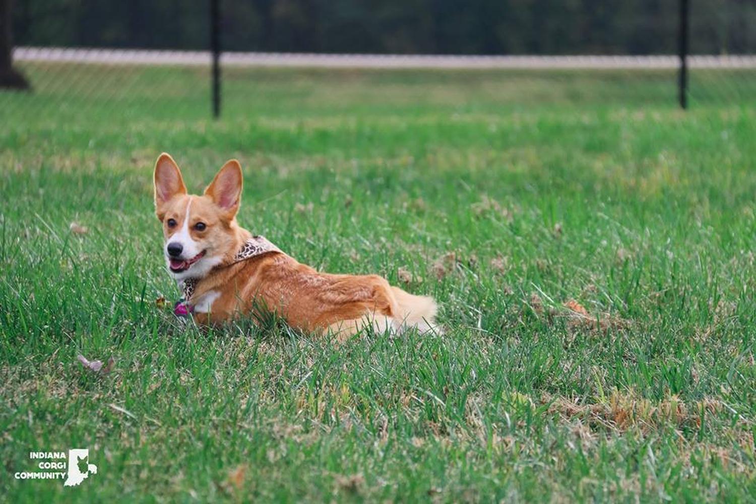 Paul Ruster Bark Park 2