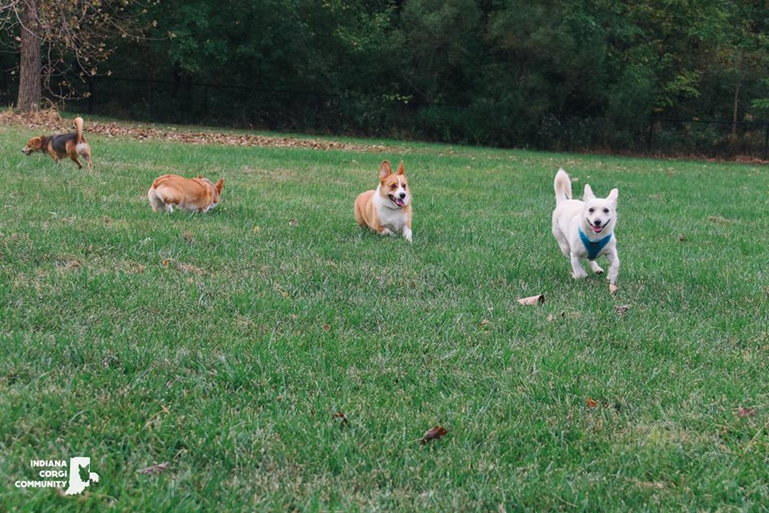 Paul Ruster Bark Park 3