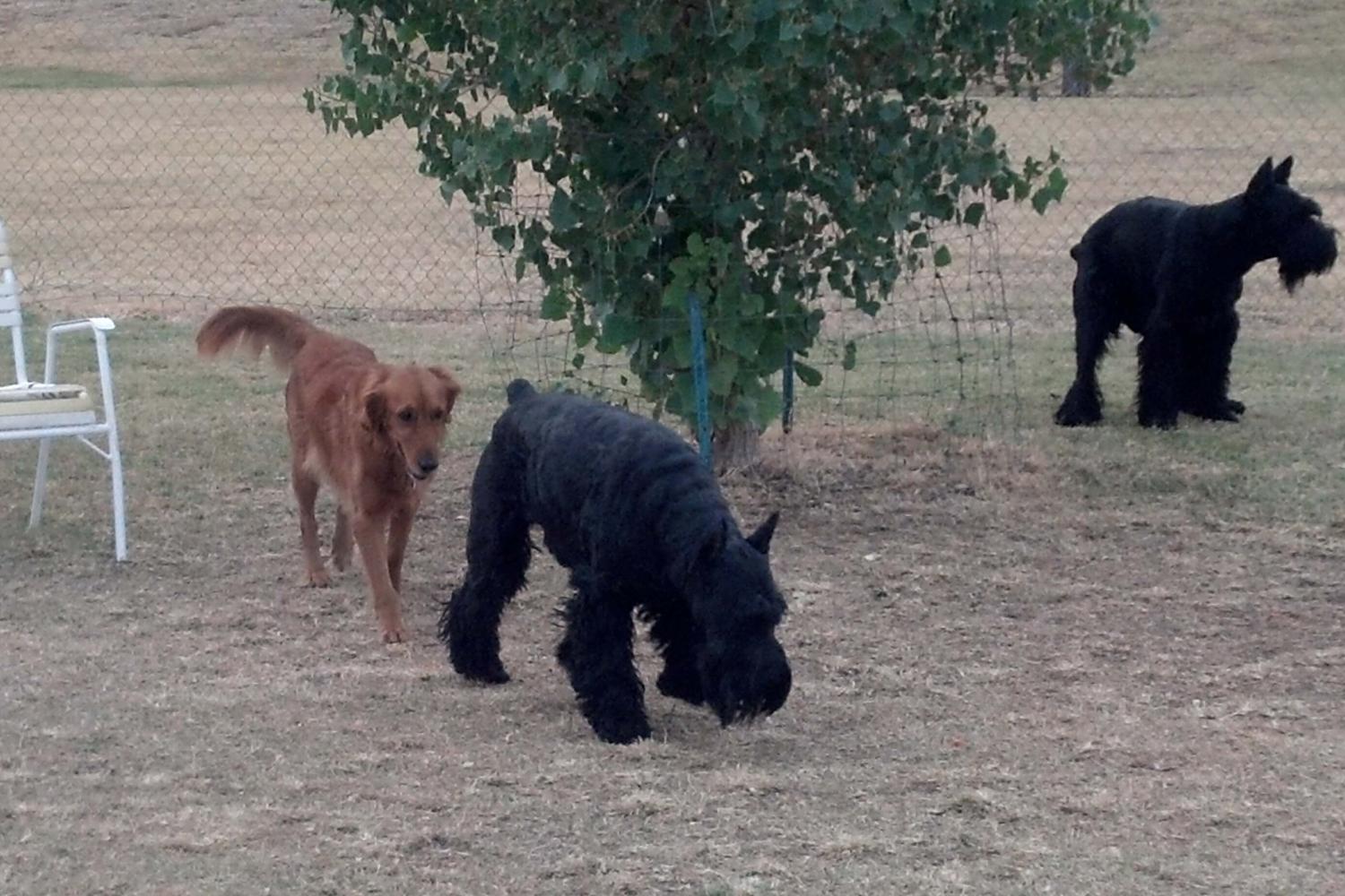 Echo Mountain Off Leash Arena at Grovers Basin 4