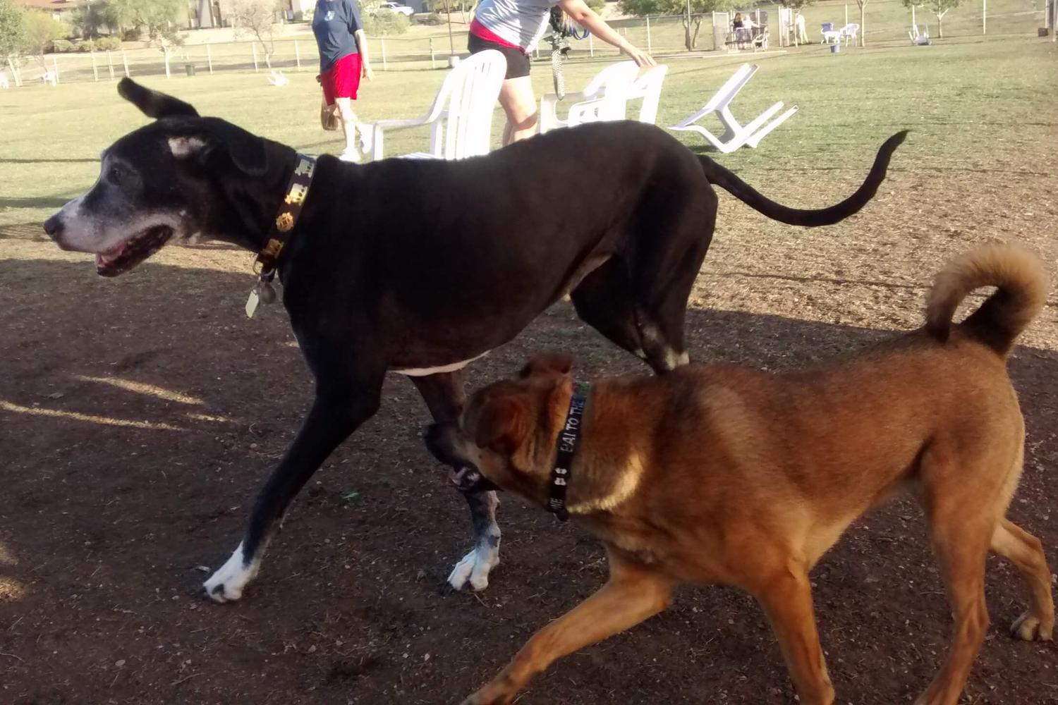 Echo Mountain Off Leash Arena at Grovers Basin 7