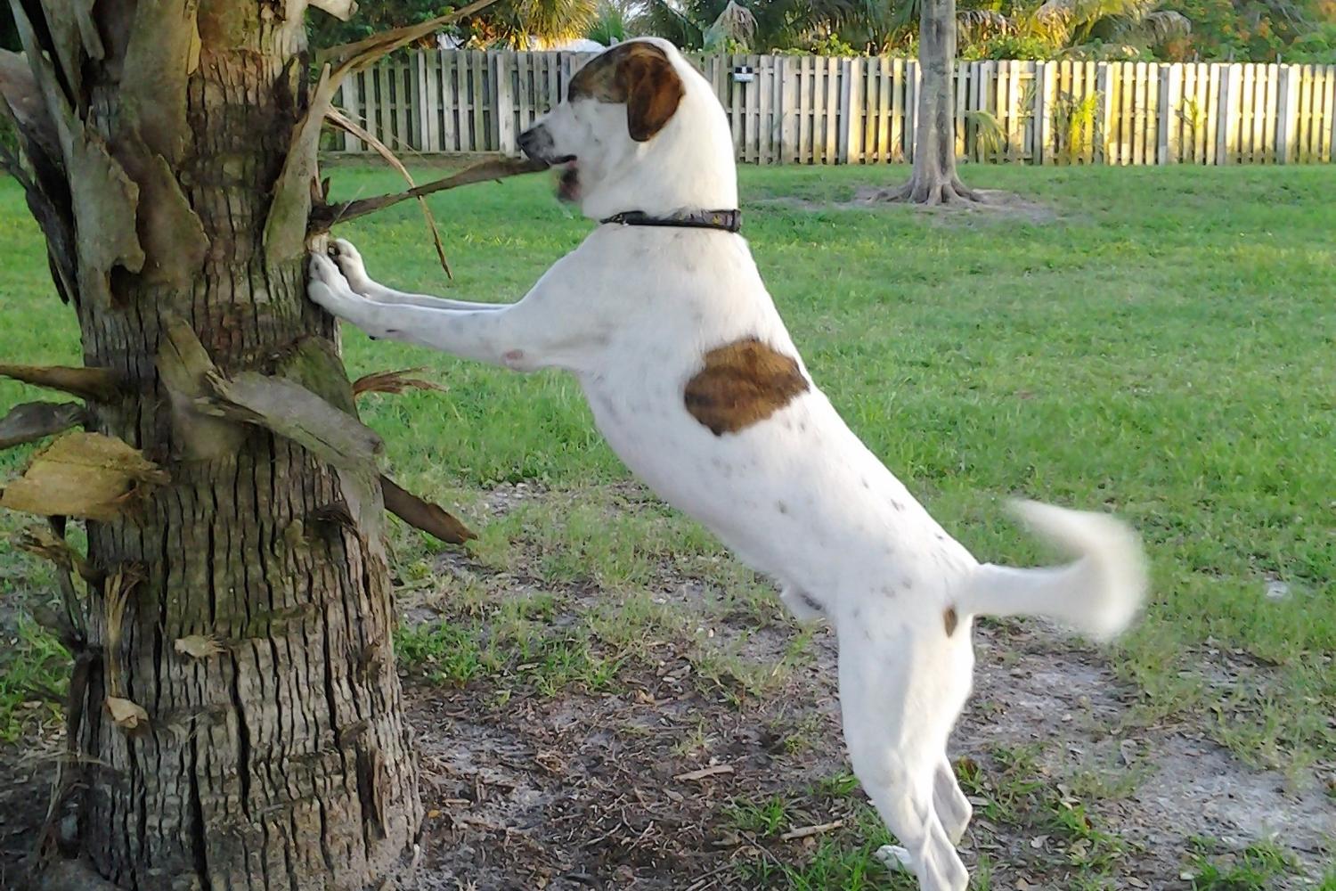 Dreher Dog Park 2