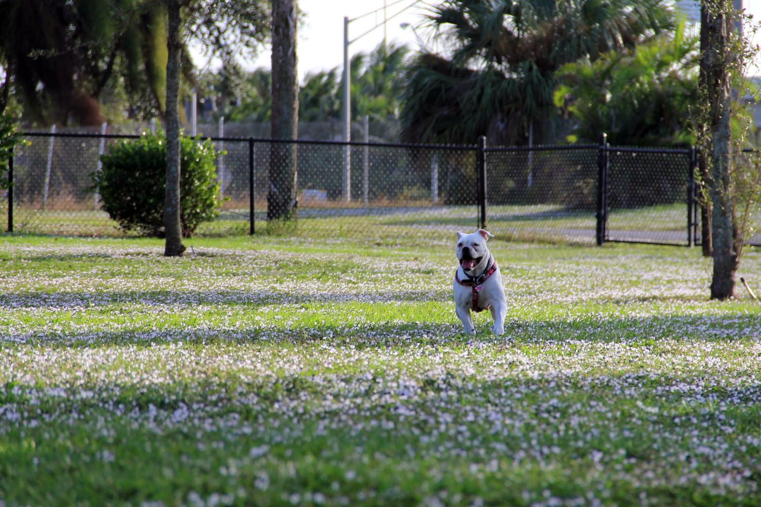 Dreher Dog Park 1