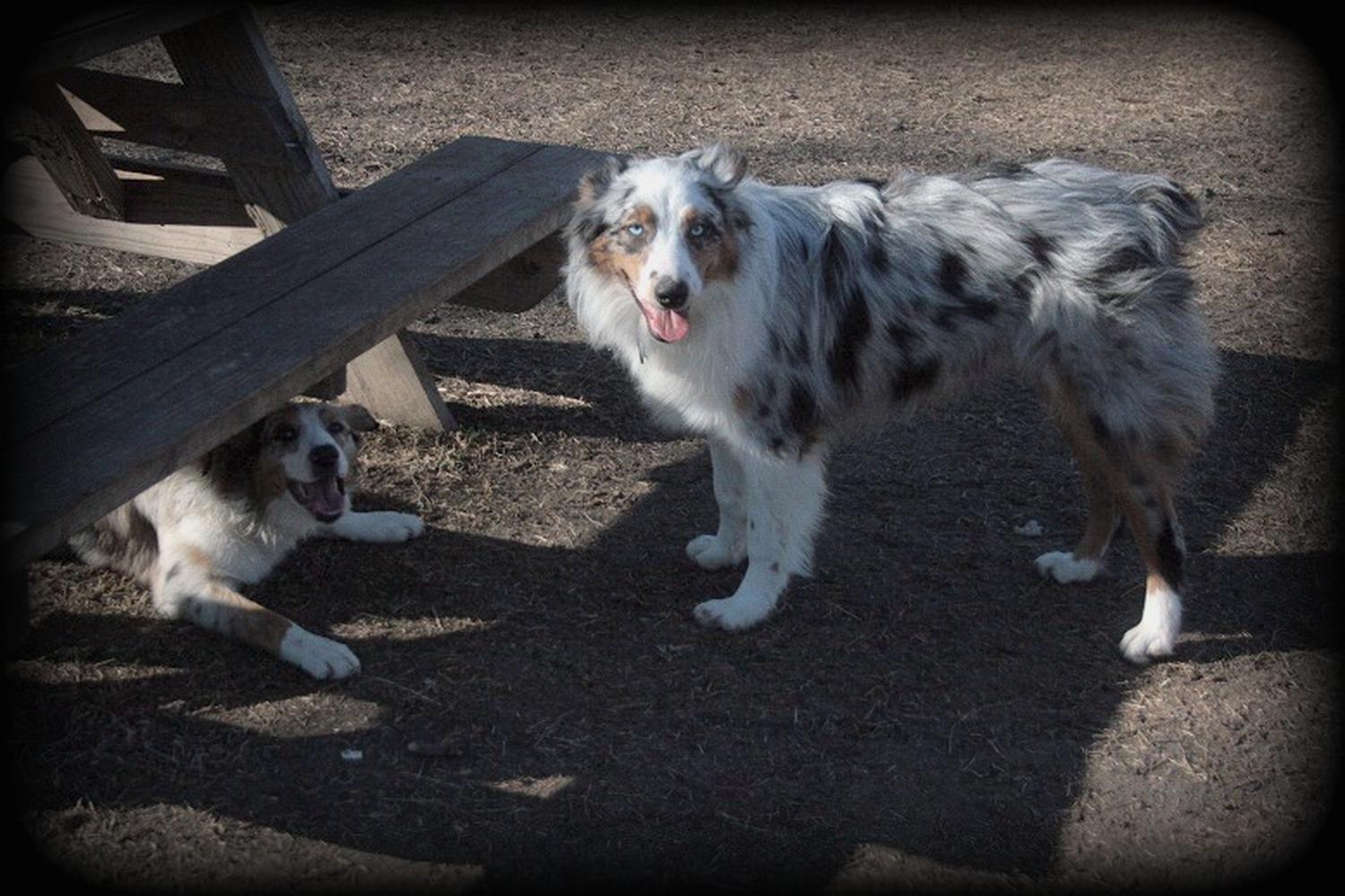 White Rock Lake Dog Park 1