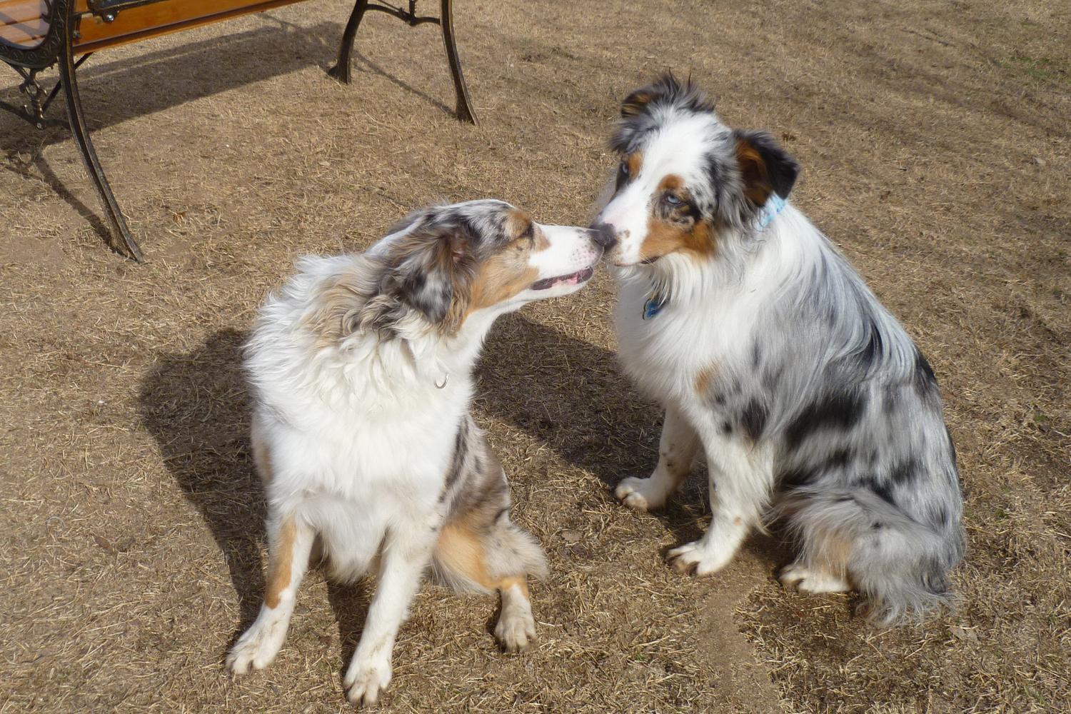 White Rock Lake Dog Park 2