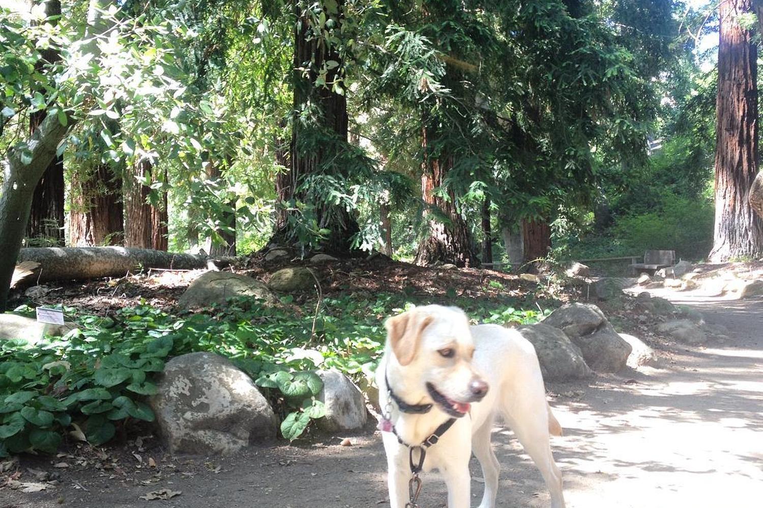 Santa Barbara Botanic Gardens 3