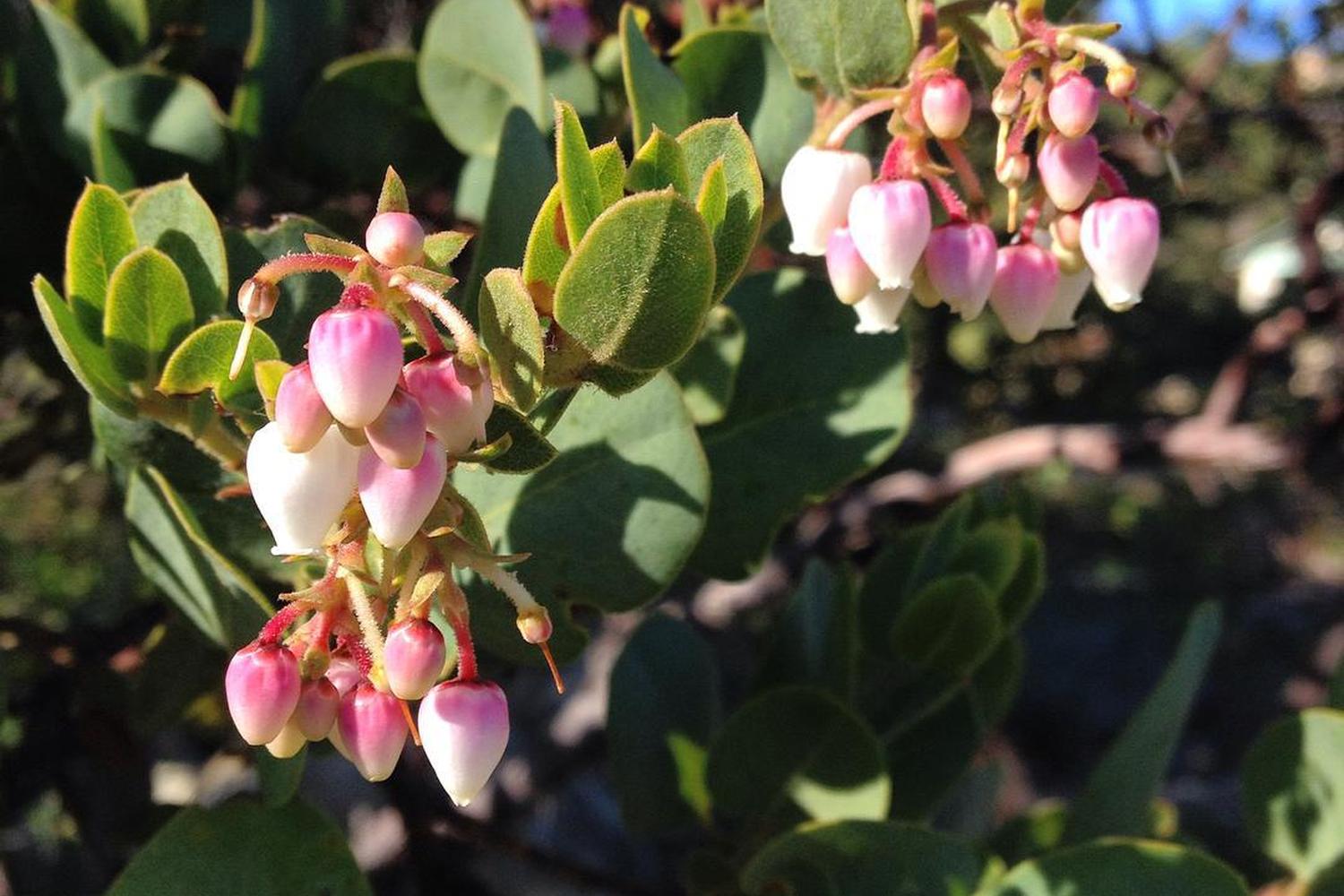 Santa Barbara Botanic Gardens 2
