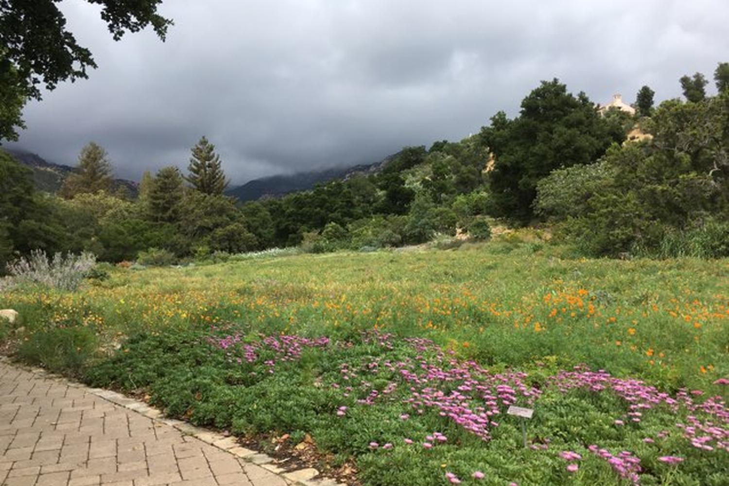 Santa Barbara Botanic Gardens 5