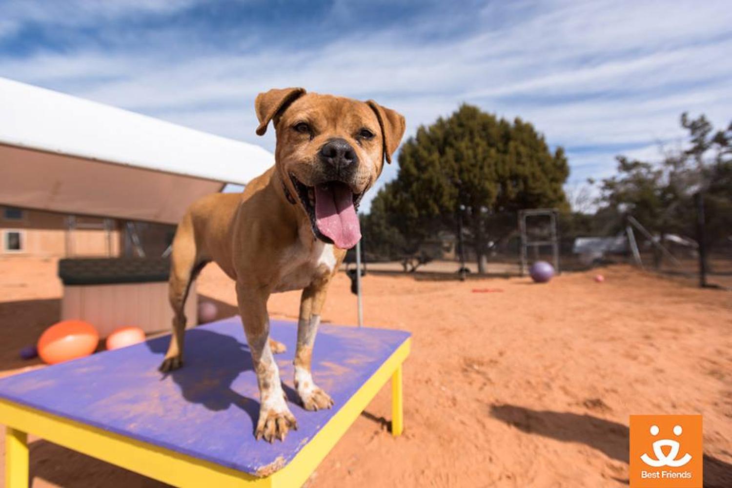 Best Friends Animal Sanctuary 7