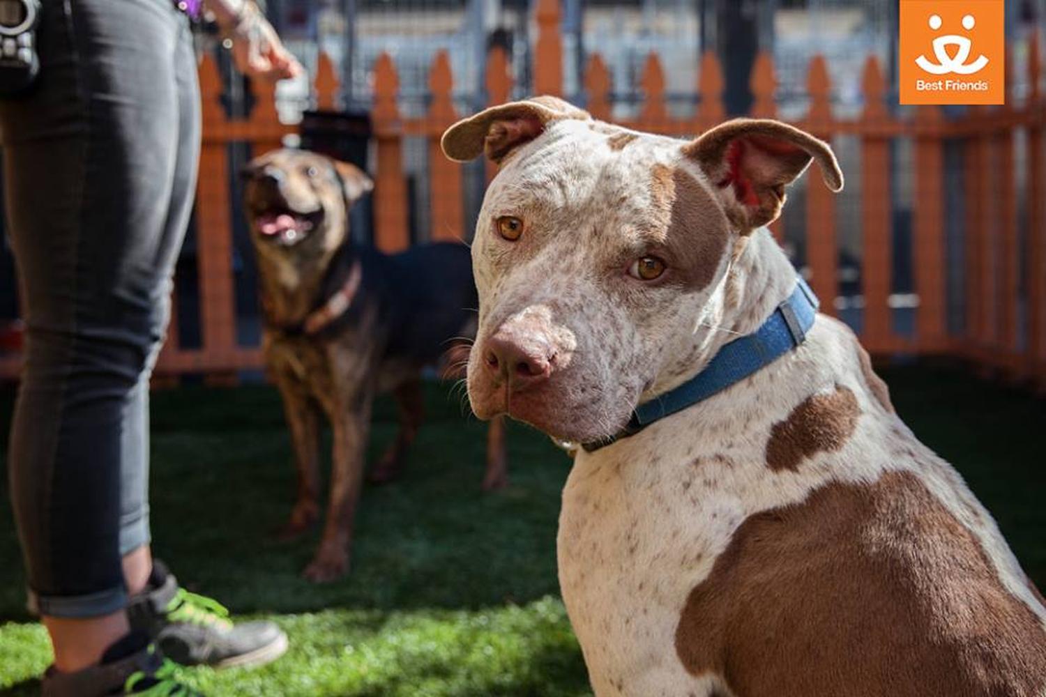 Best Friends Animal Sanctuary 4