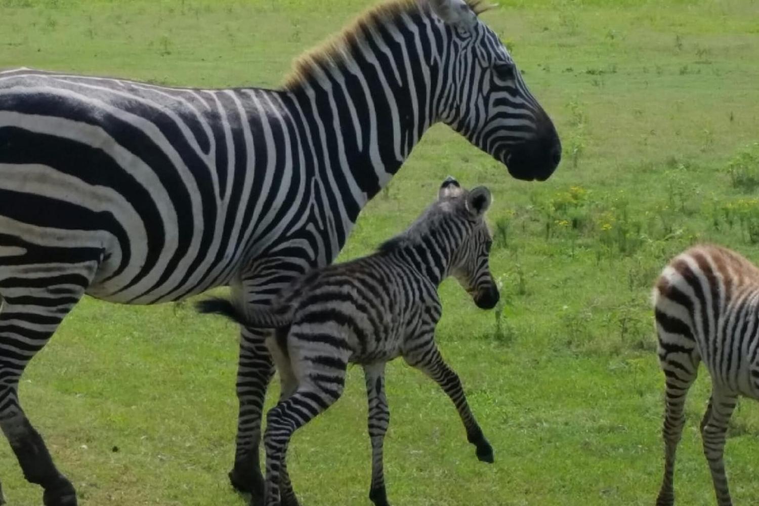 Wild Country Safari Park 3