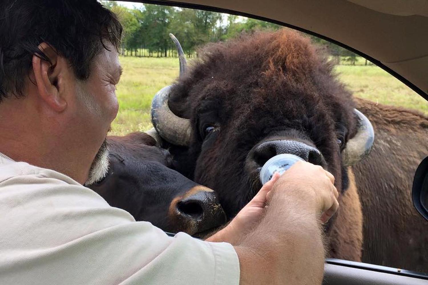 Wild Country Safari Park 4