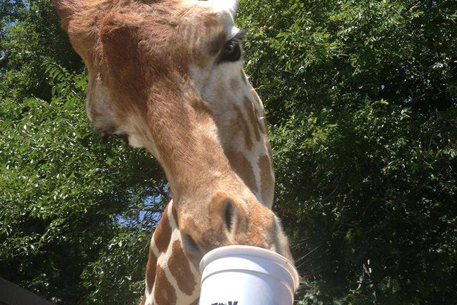 Wild Country Safari Park 2