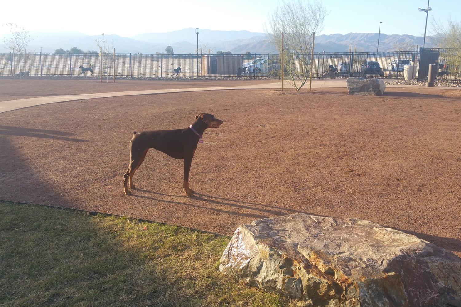Rancho Mirage Dog Park 1