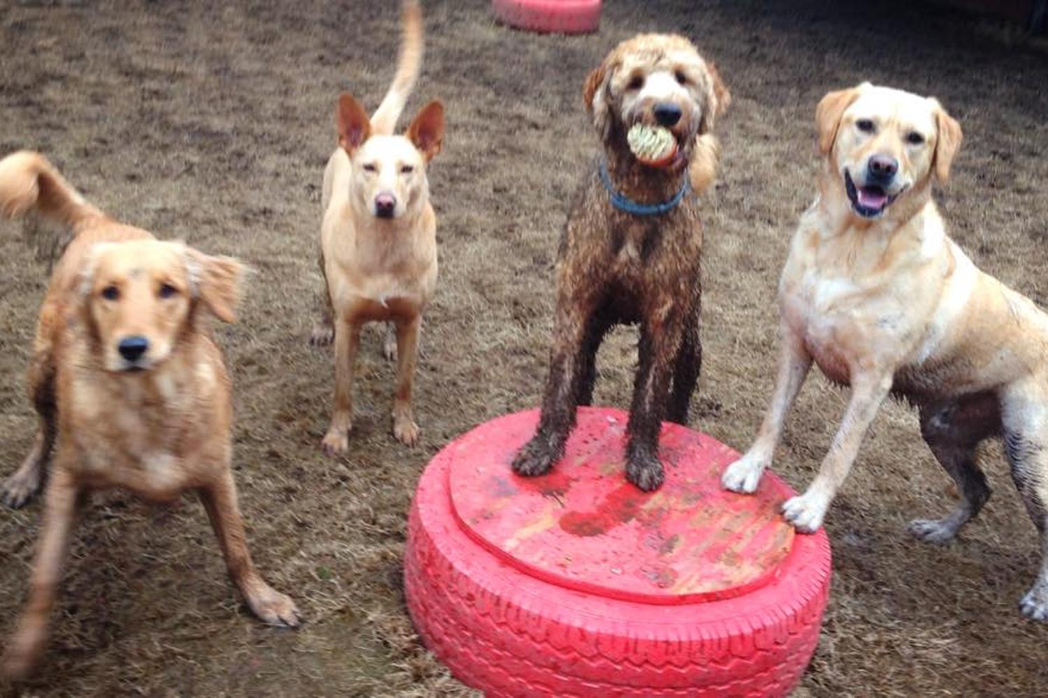 Camp De Canine 4