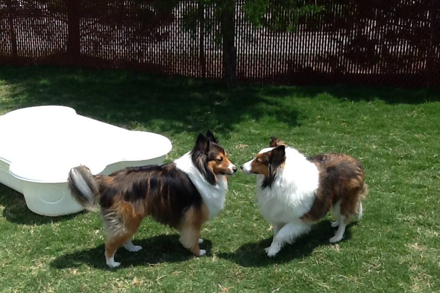 Camp De Canine 5