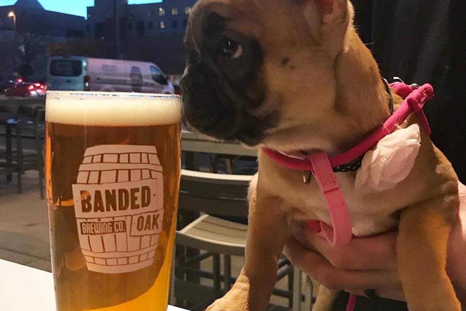 Banded Oak Brewing Company 6