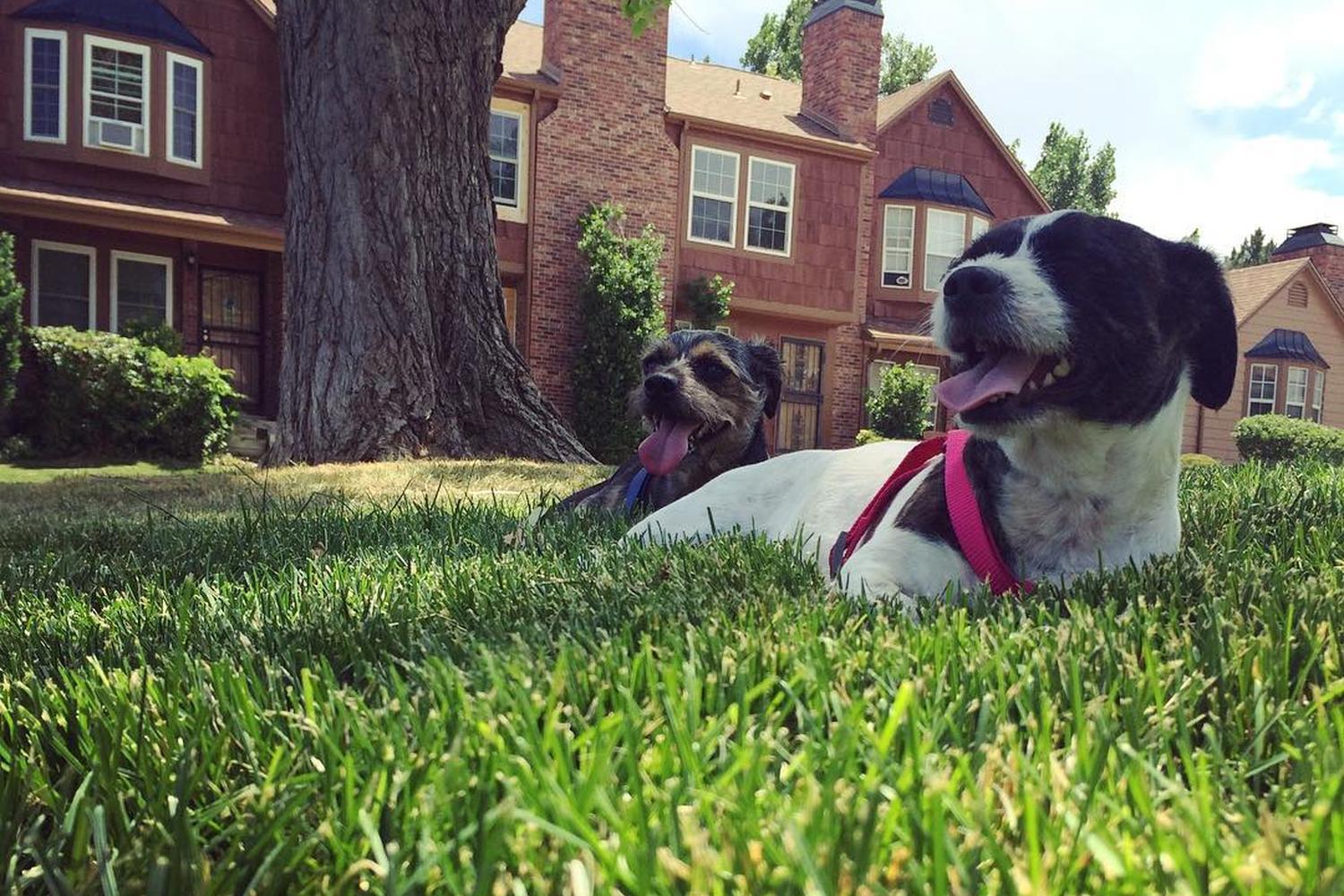 Grandview Dog Park 4