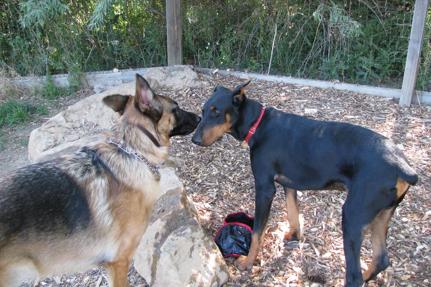Grandview Dog Park 1
