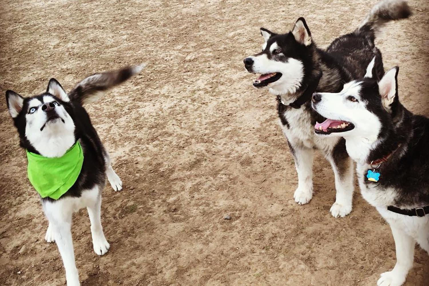 Grandview Dog Park 2