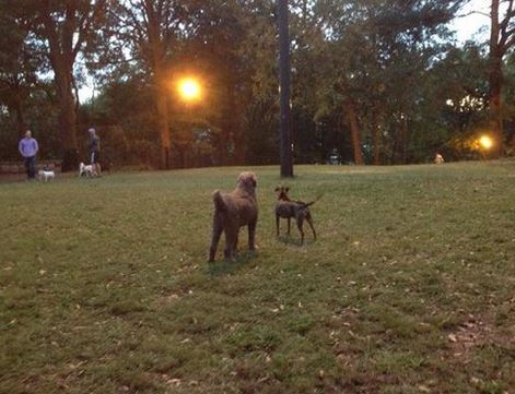 Renaissance Park Dog Park  7