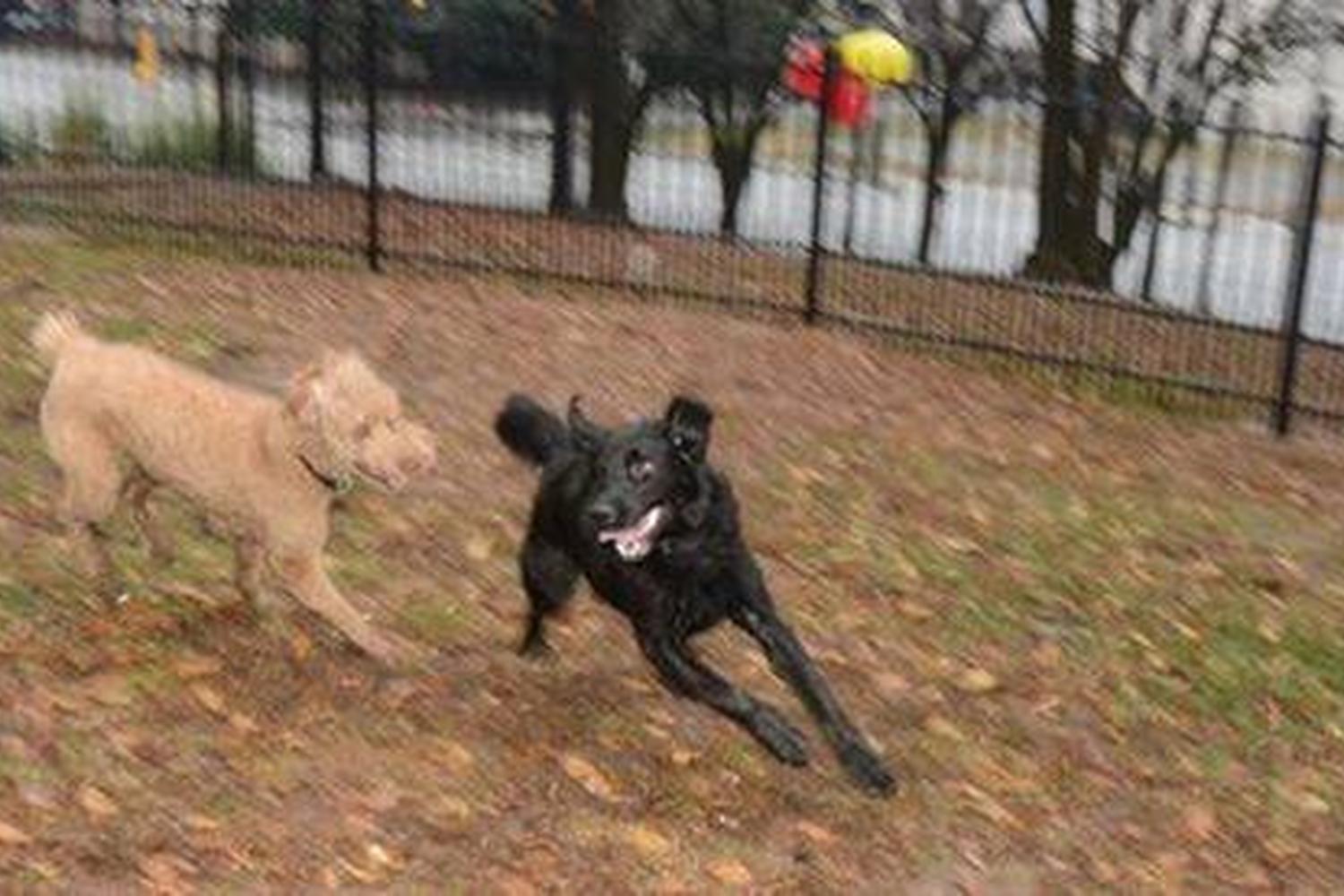 Renaissance Park Dog Park  4