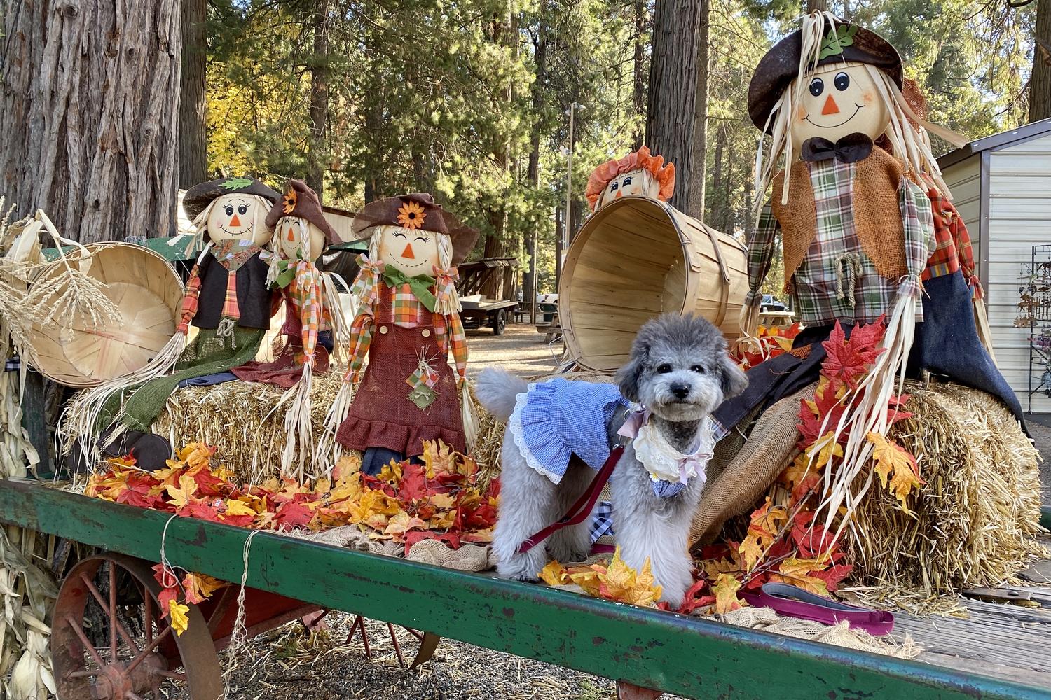 Apple Hill Farm High Hill Ranch 4