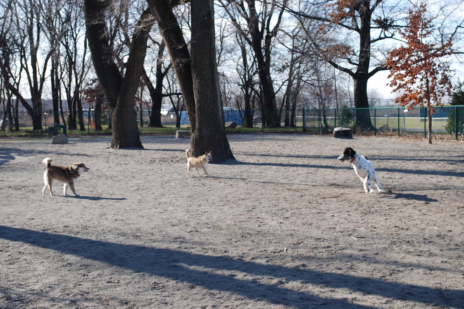 Lincoln Park Dog Run 1