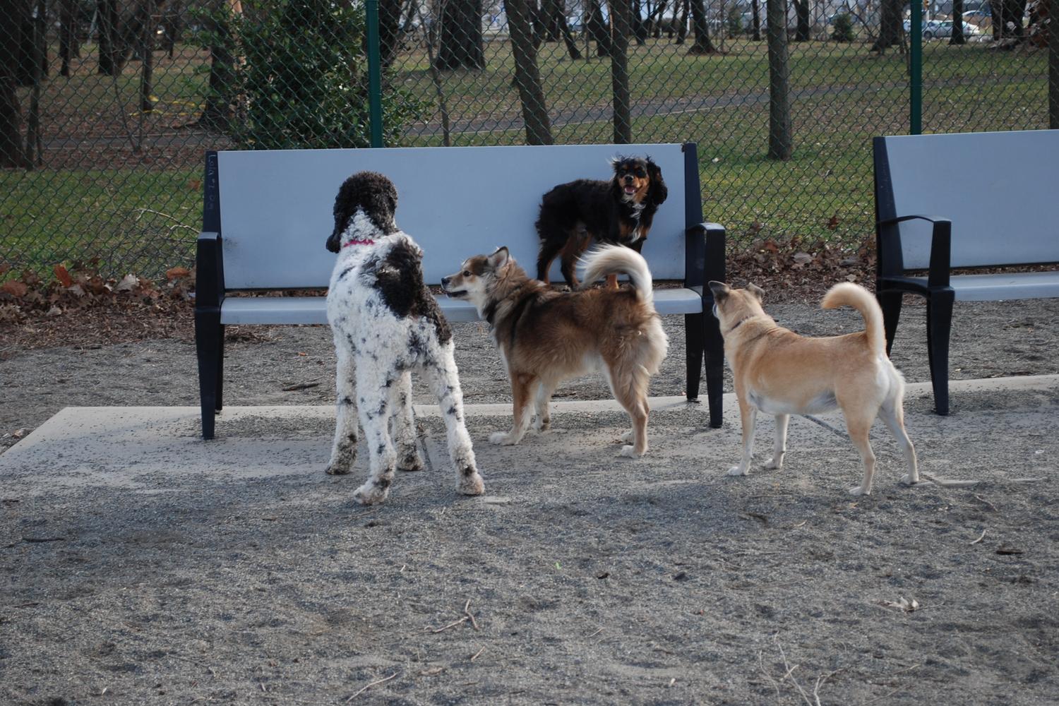 Lincoln Park Dog Run 2