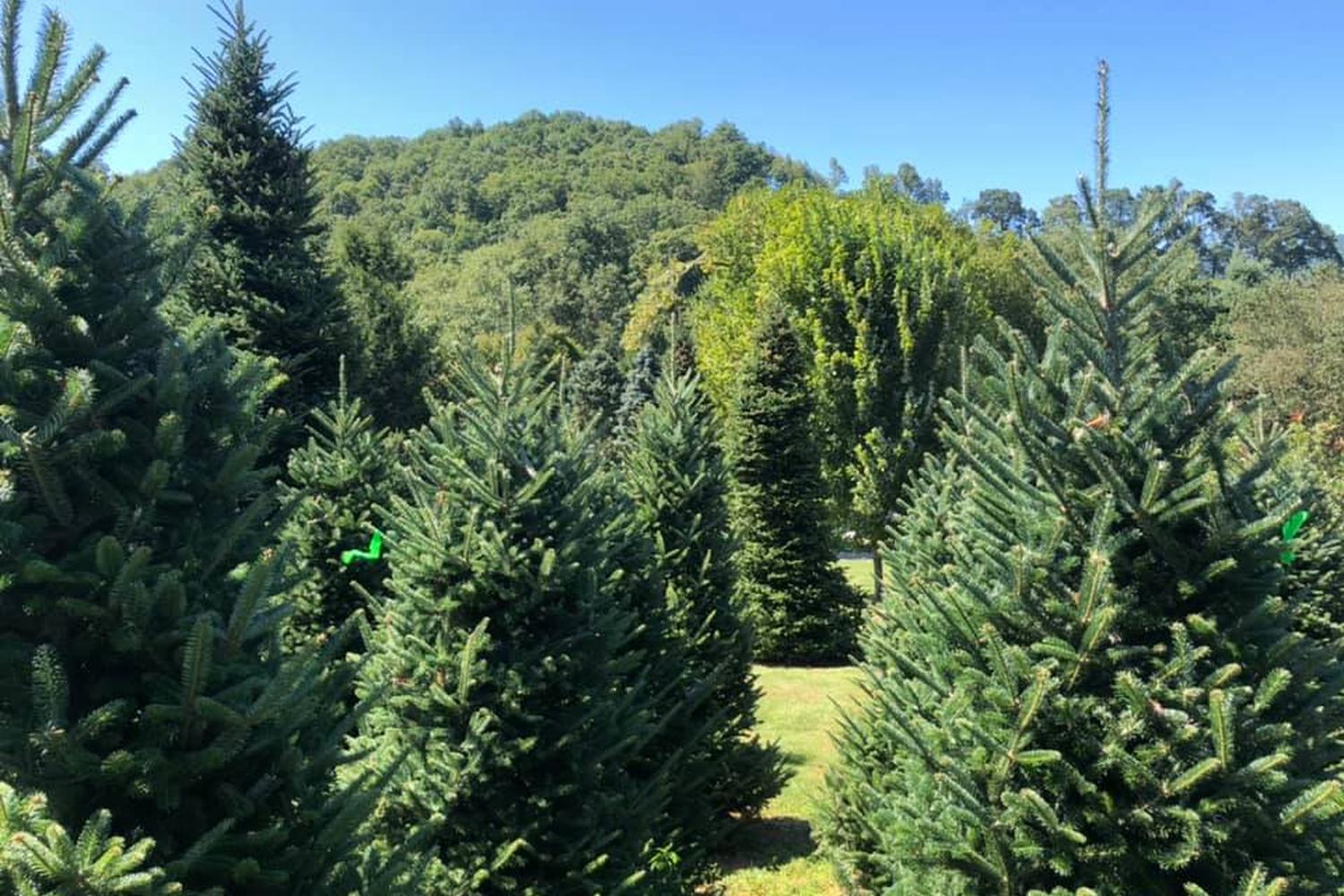 Boyd Mountain Christmas Tree Farm 2