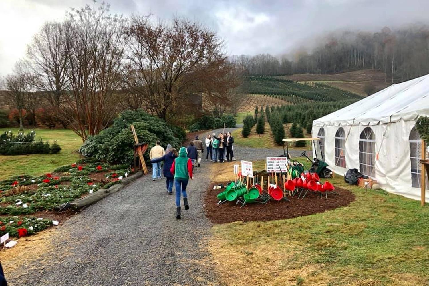 Boyd Mountain Christmas Tree Farm 3