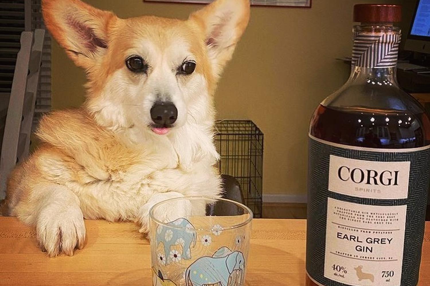 Corgi Spirits at the Jersey City Distillery 4