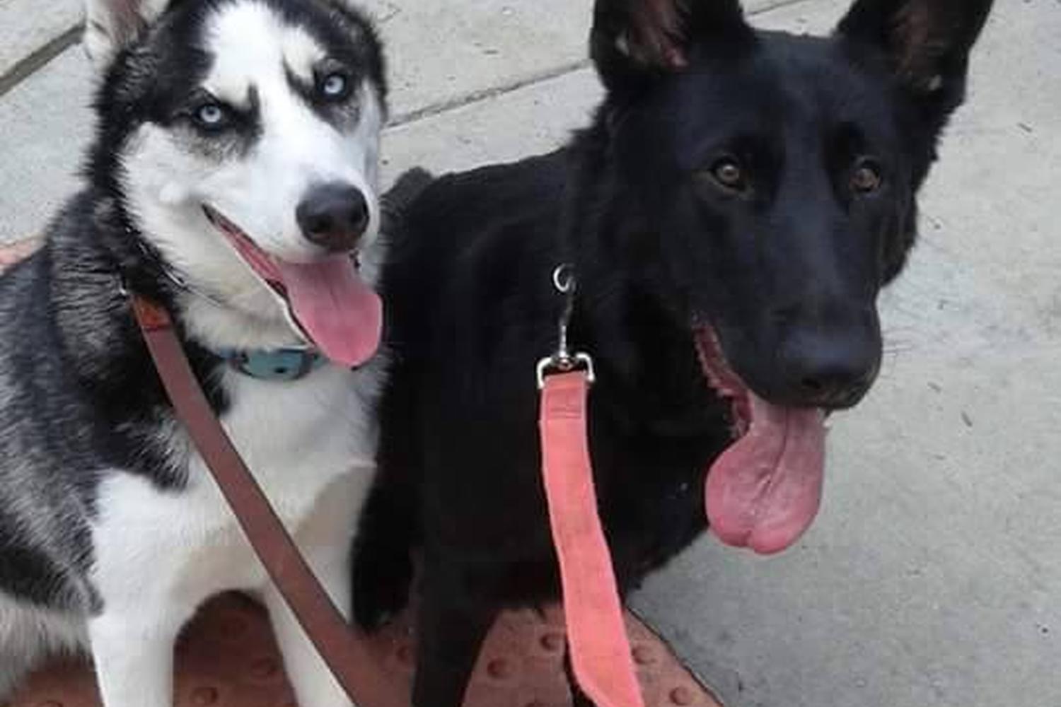 Windy City Dog Walkers 0