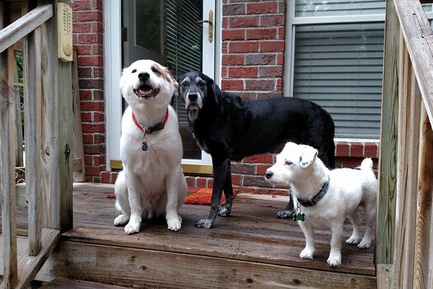 Pleasant Pet Services, LLC 2