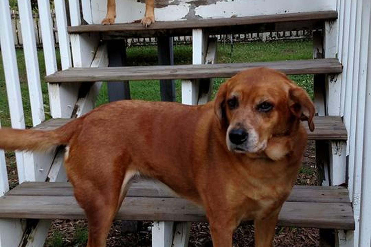 Pleasant Pet Services, LLC 4