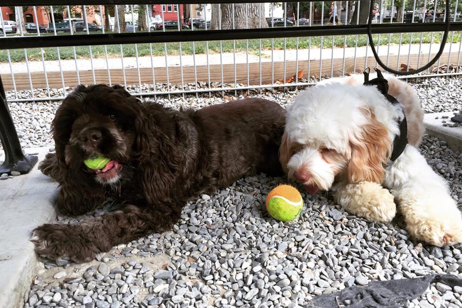 Playful Paws USA 4