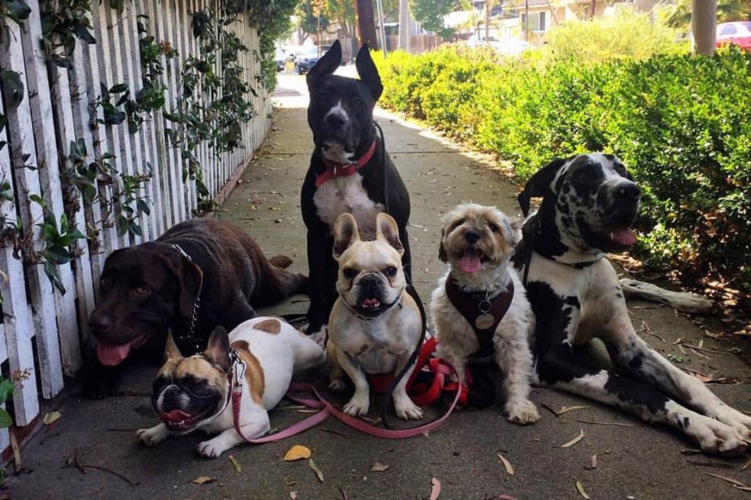 HB dog walk 1