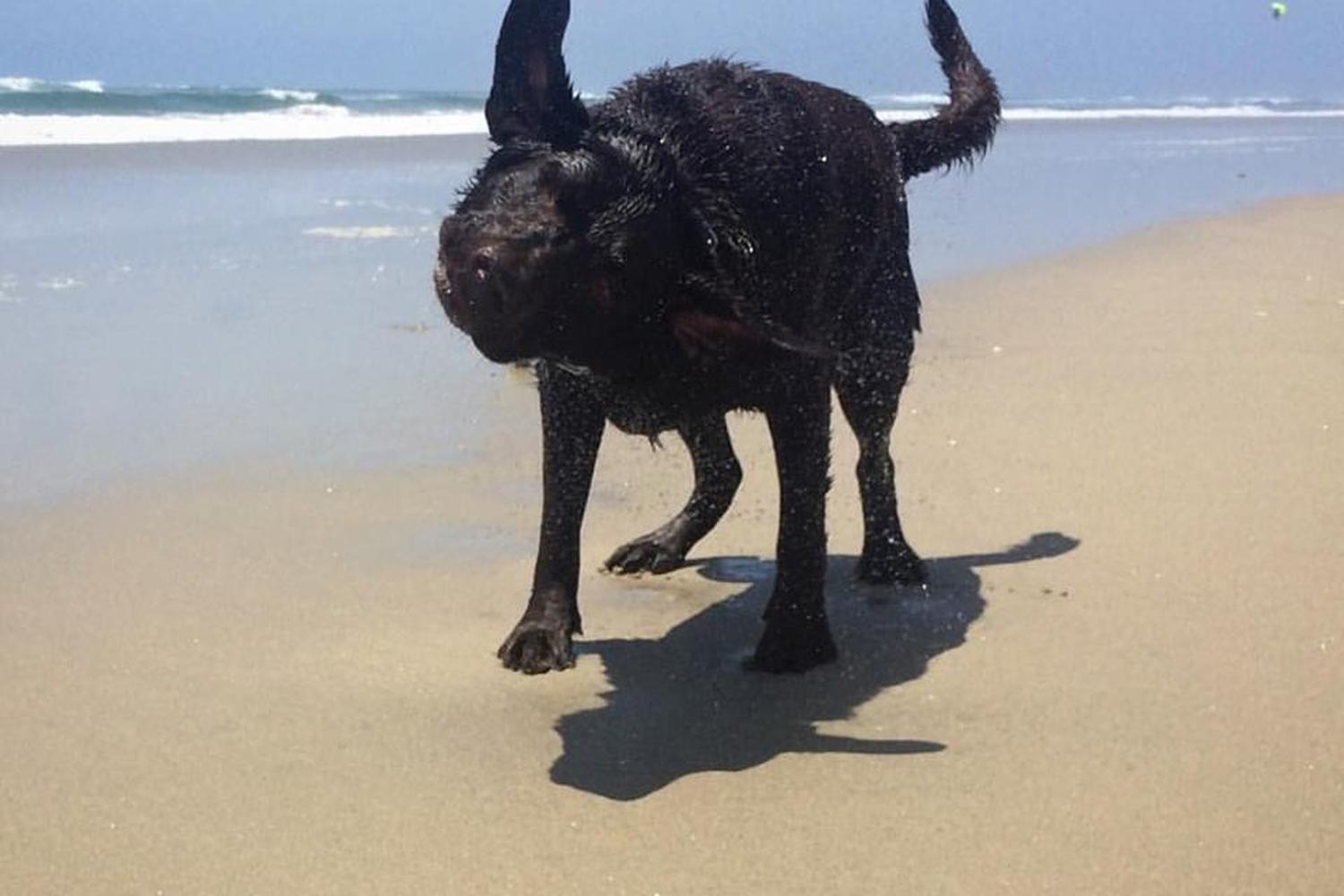 HB dog walk 2