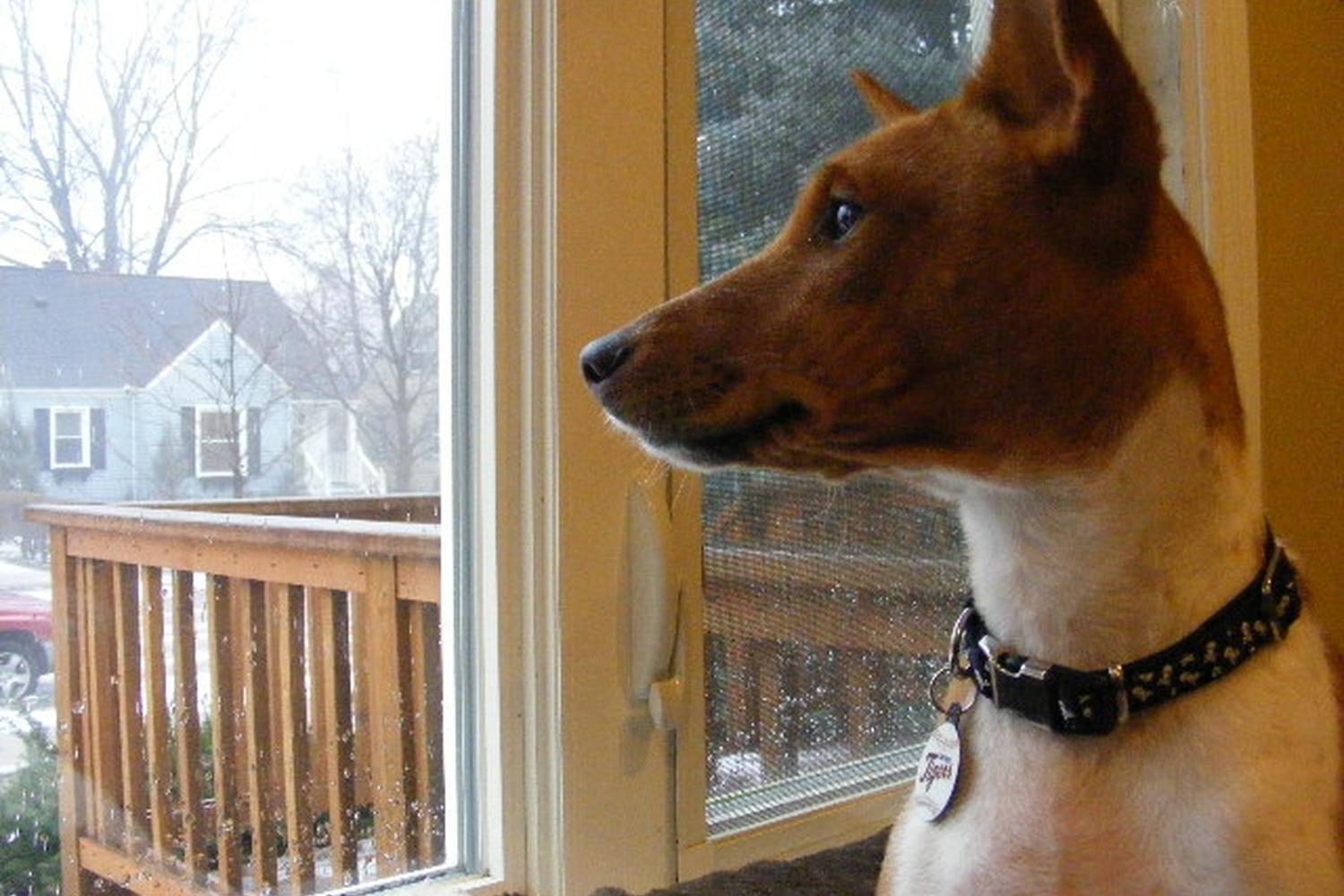 Grateful Paws 4