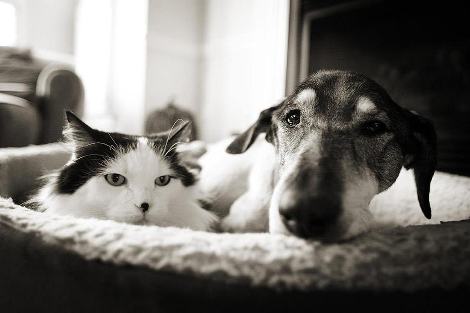 Grateful Paws 2