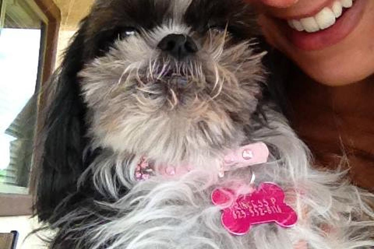 Prancing Paws Dog Walking and Pet Sitting 0