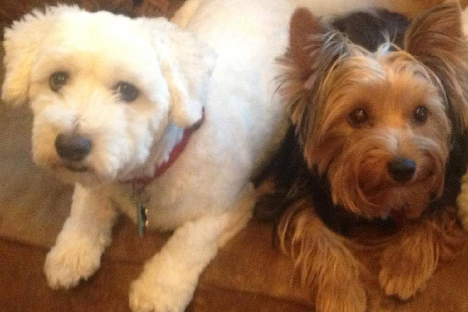 Prancing Paws Dog Walking and Pet Sitting 2