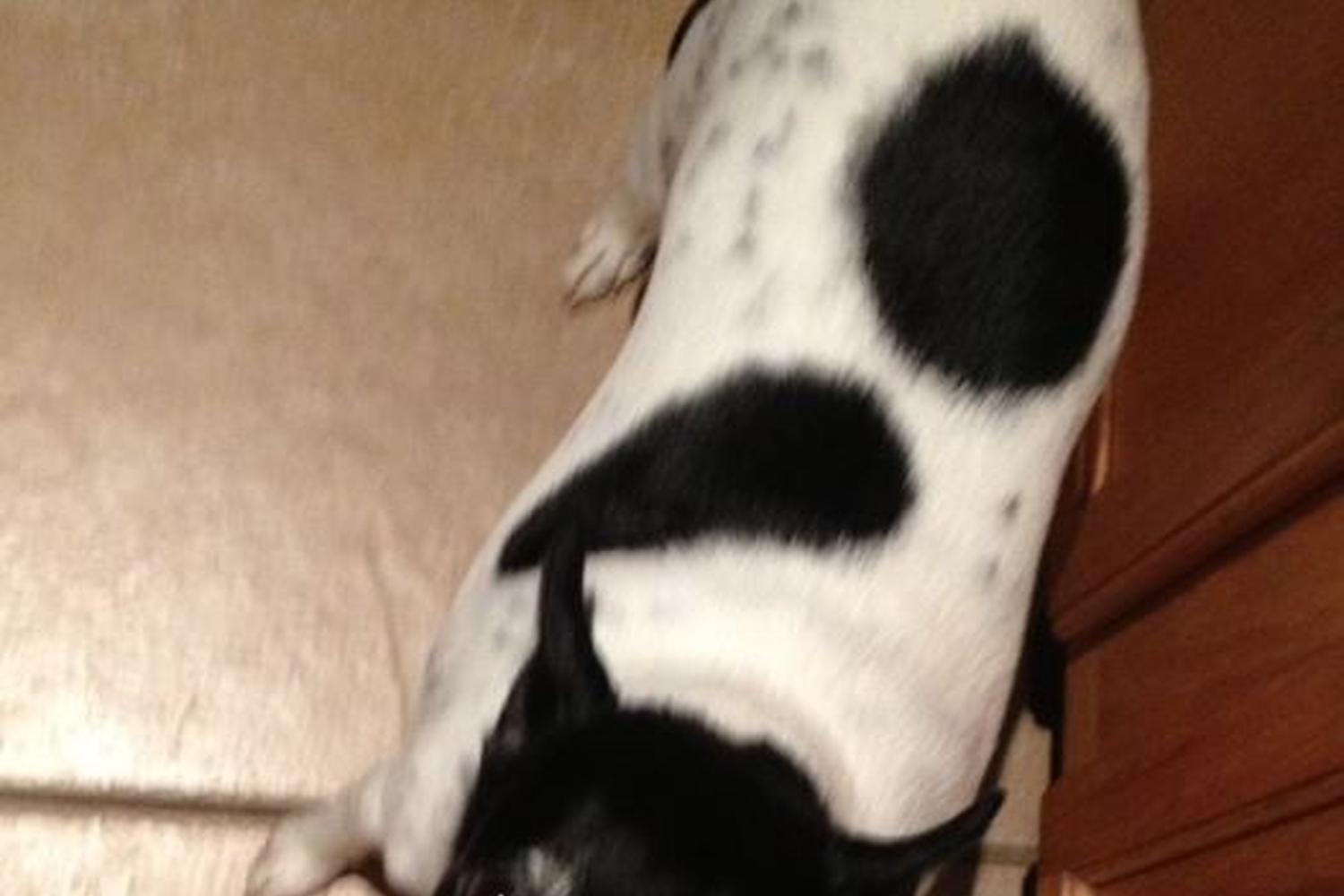 Prancing Paws Dog Walking and Pet Sitting 4
