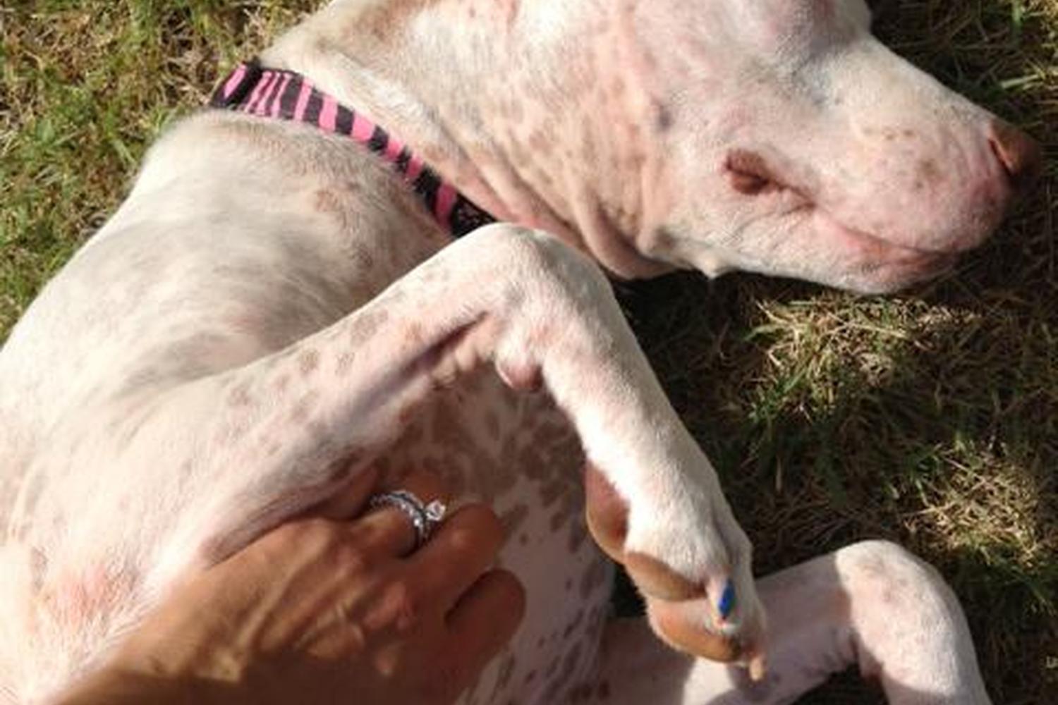 Prancing Paws Dog Walking and Pet Sitting 3