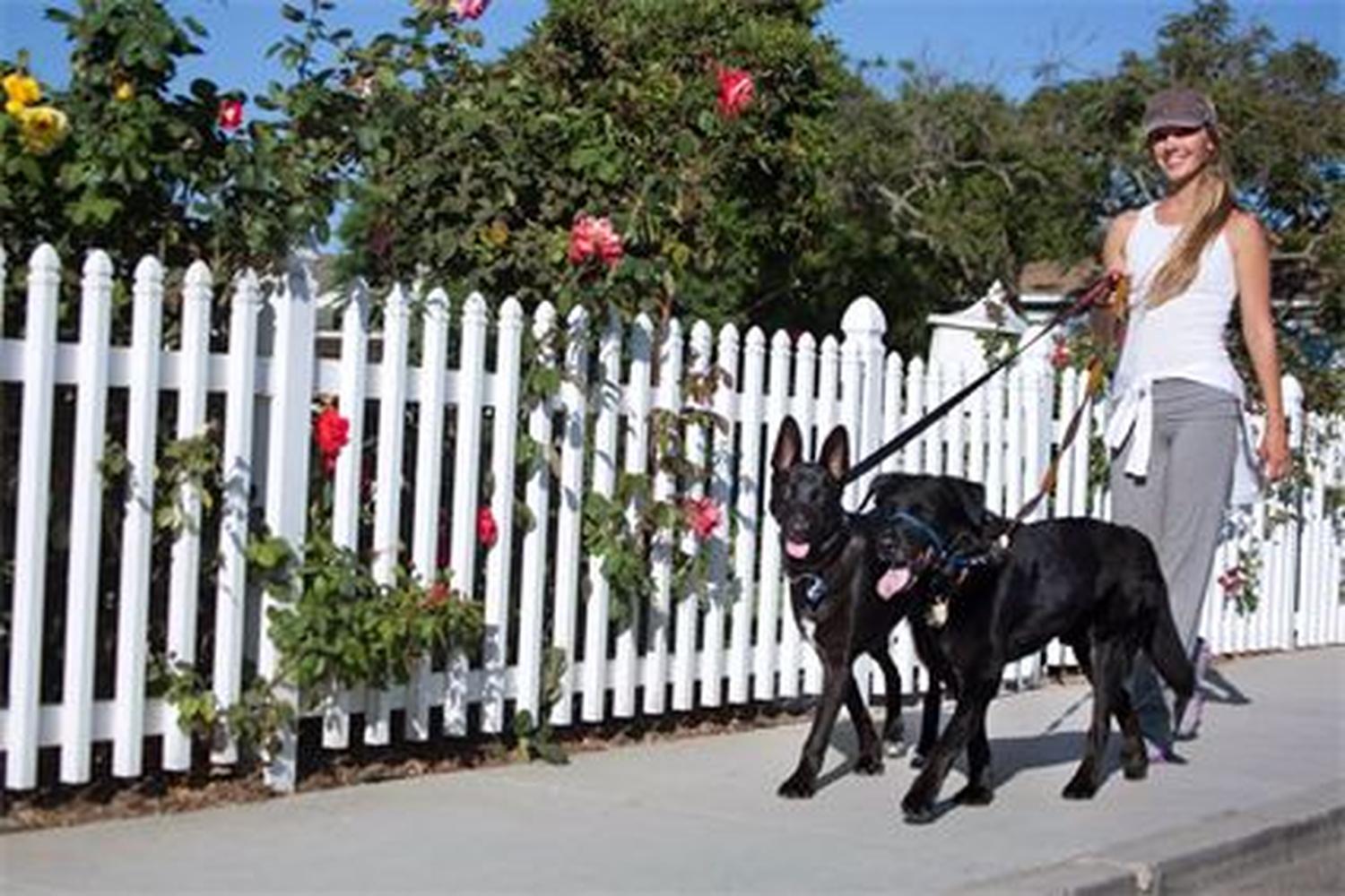 Prancing Paws Dog Walking and Pet Sitting 5