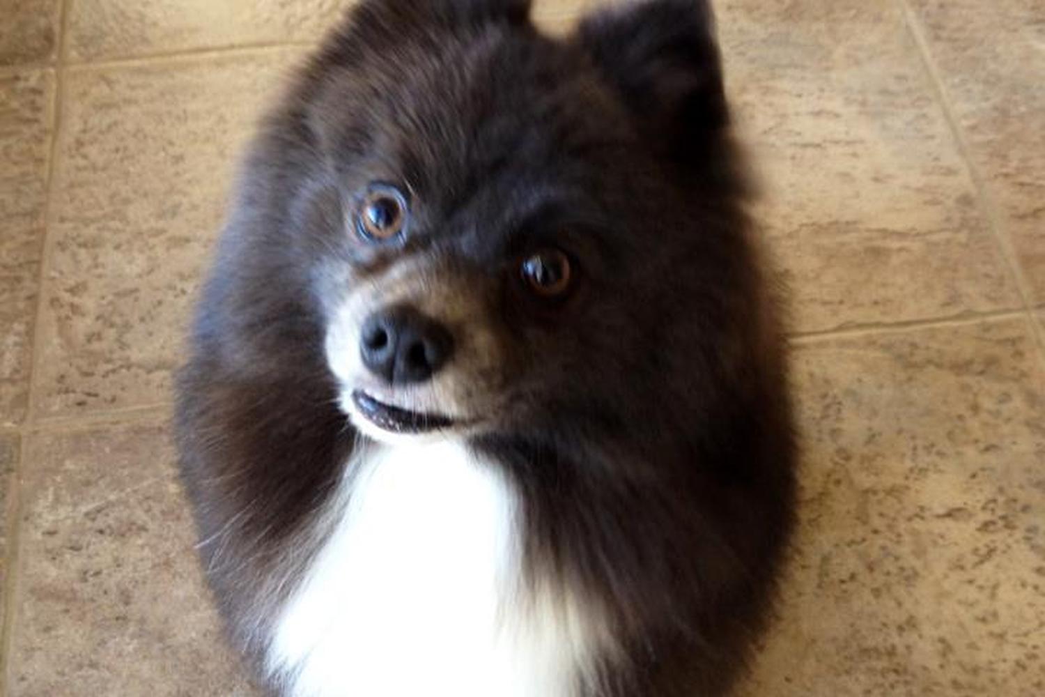Prancing Paws Dog Walking and Pet Sitting 1