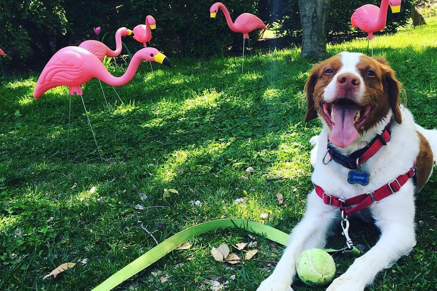 Fetch! Pet Care of Albuquerque & Rio Rancho 4